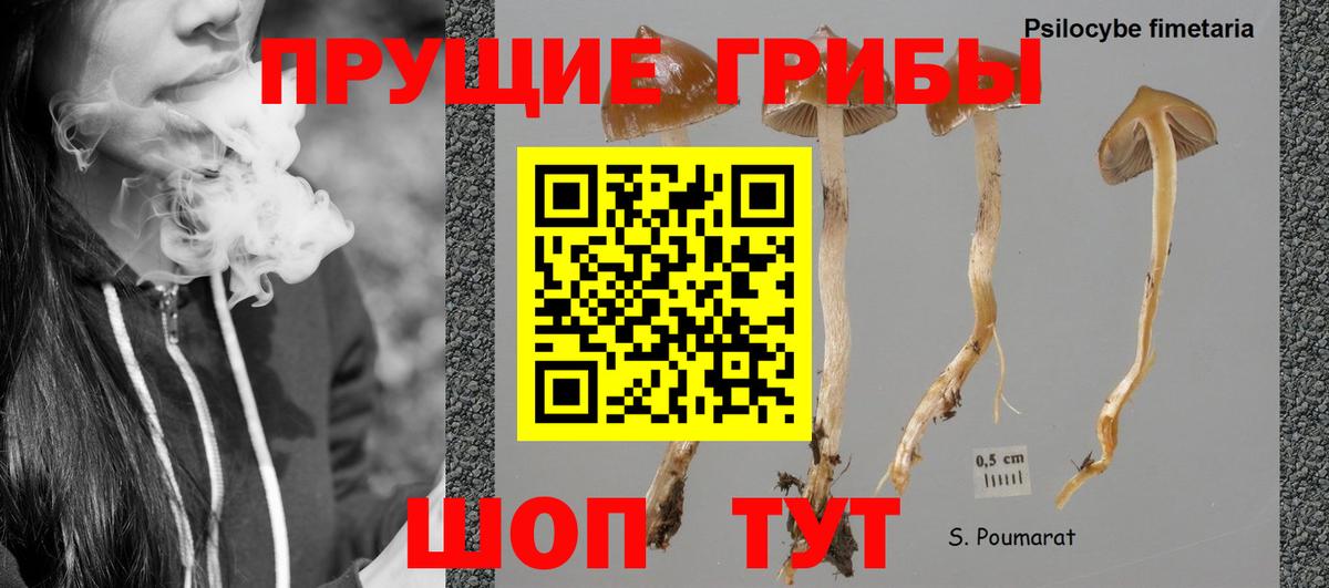 Галлюциногенные грибы Psilocybe  Галлюциногенные грибы ЛСД  Вход с VPN  Отрадный 